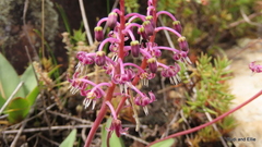 Ledebouria ovalifolia