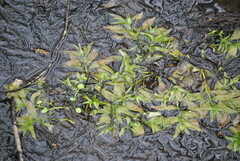 Proserpinaca palustris