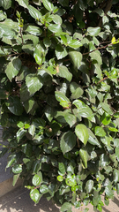 Hibiscus rosa-sinensis