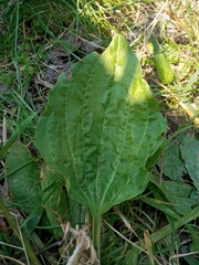 Plantago major