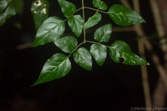 Jasminum singuliflorum