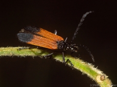 Pseudolycus