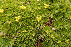Azorella trifurcata