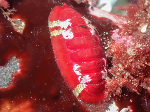 Representative image of Callochitonidae