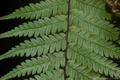 Alsophila leichhardtiana