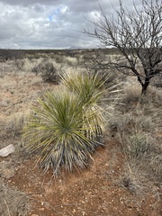 Yucca elata