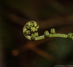 Alsophila leichhardtiana