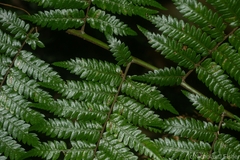 Alsophila leichhardtiana