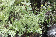 Sticherus umbraculifer