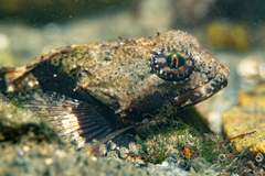 Myoxocephalus
