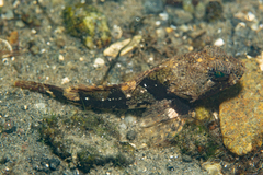 Myoxocephalus