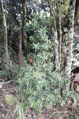 Podocarpus latifolius