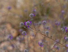 Dalea pulchra