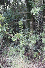 Podocarpus latifolius