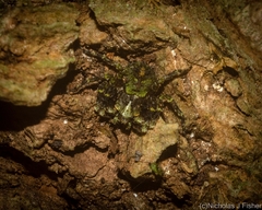 Stephanopis carcinoides