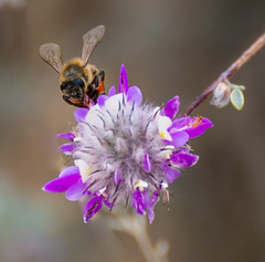 Dalea pulchra