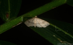 Addaea subtessellata