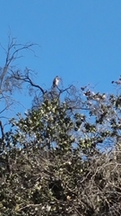 Geranoaetus melanoleucus
