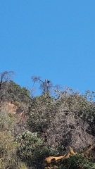 Geranoaetus melanoleucus