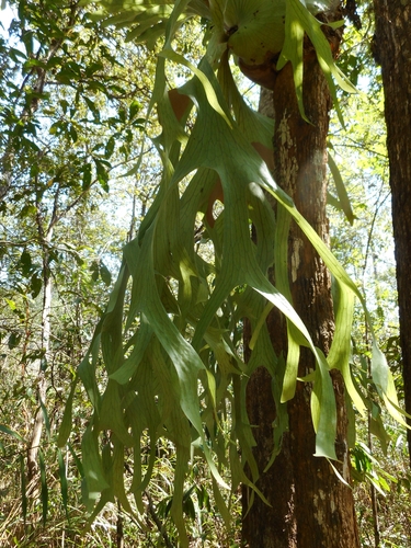 Platycerium holttumii, photograph 5