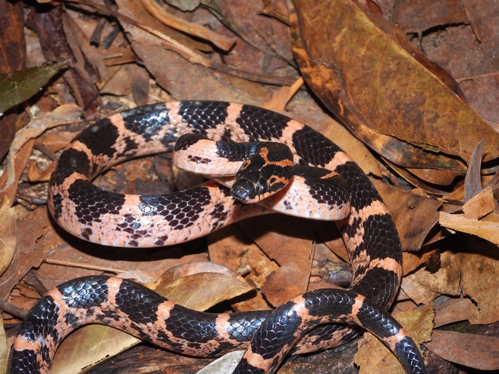 Rose Bigtooth Snake (Lycodon rosozonatus) Snakes and Lizards