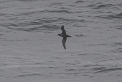 Ardenna tenuirostris