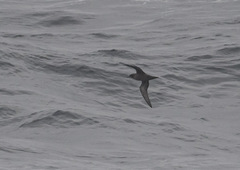 Ardenna tenuirostris