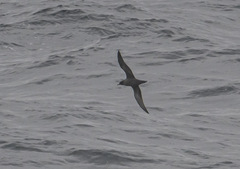 Ardenna tenuirostris