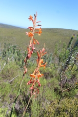 Watsonia schlechteri