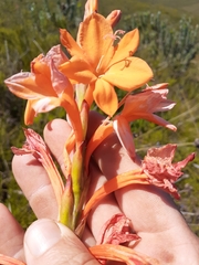 Watsonia schlechteri