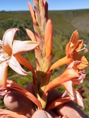 Watsonia schlechteri