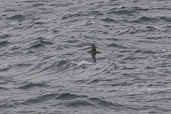 Ardenna tenuirostris