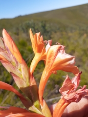 Watsonia schlechteri