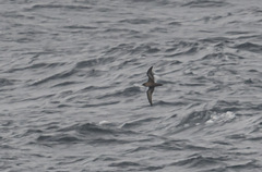 Ardenna tenuirostris