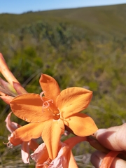 Watsonia schlechteri