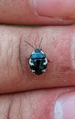 Tritomegas bicolor
