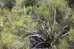 Watsonia schlechteri