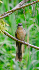 Coccyzus melacoryphus