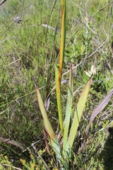 Watsonia schlechteri