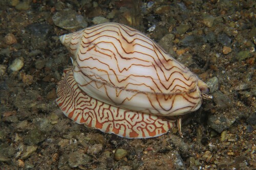 Amoria undulata (Lamarck, 1804)