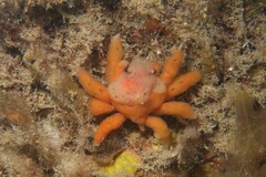 Schizophrys rufescens