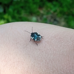 Tritomegas bicolor