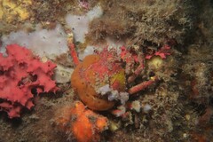 Schizophrys rufescens