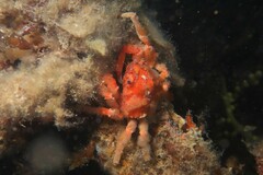 Schizophrys rufescens