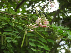 Indigofera jucunda