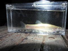 Rhynchocypris lagowskii