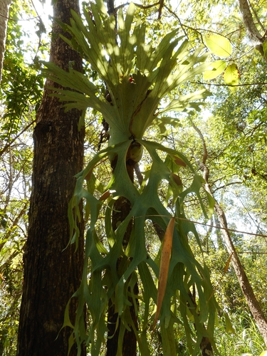 Platycerium holttumii, photograph 4