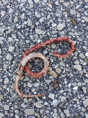 Cemophora coccinea coccinea