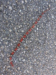 Cemophora coccinea coccinea