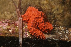 Uniophora granifera
